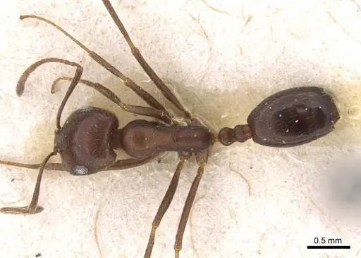 Monomorium hercules specimen CASENT0908740 image casent0908740_1
