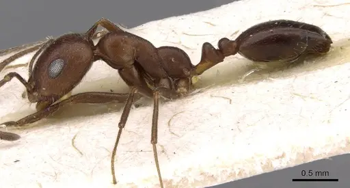 Monomorium hercules specimen CASENT0908740 image casent0908740_3
