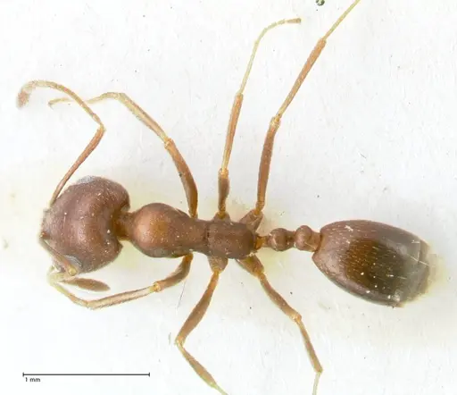 Monomorium hercules specimen FOCOL1736 image focol1736_1