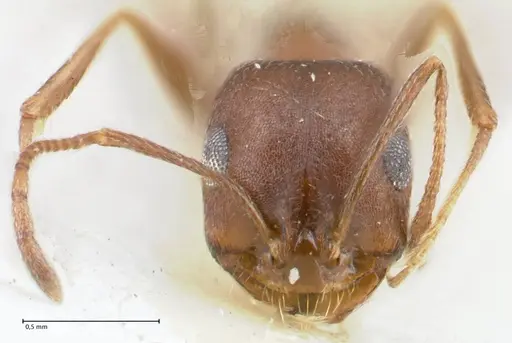 Monomorium hercules specimen FOCOL1736 image focol1736_2