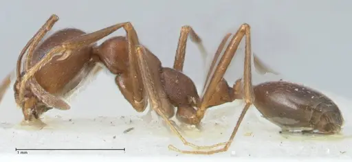 Monomorium hercules specimen FOCOL1736 image focol1736_3