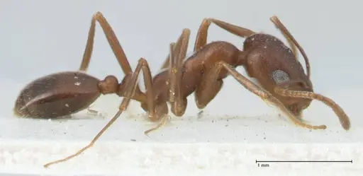 Monomorium hercules specimen FOCOL1736 image focol1736_4