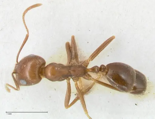 Monomorium hercules specimen FOCOL1737 image focol1737_1