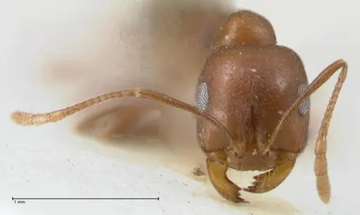 Monomorium hercules specimen FOCOL1737 image focol1737_2