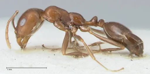 Monomorium hercules specimen FOCOL1737 image focol1737_3