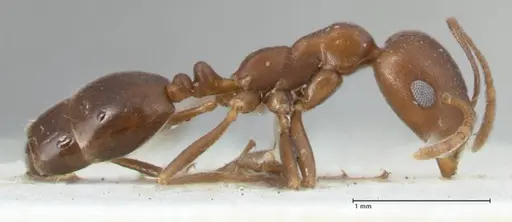Monomorium hercules specimen FOCOL1737 image focol1737_4