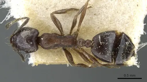 Monomorium herero specimen CASENT0101603 image casent0101603_1