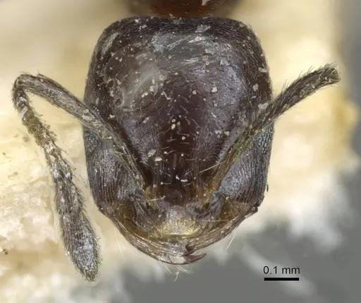 Monomorium herero specimen CASENT0101603 image casent0101603_2