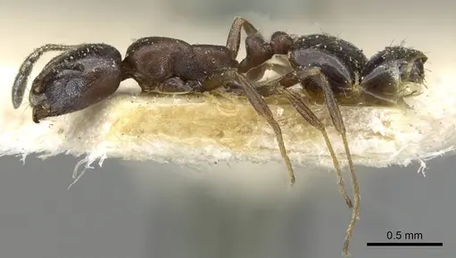 Monomorium herero specimen CASENT0101603 image casent0101603_3