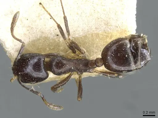 Monomorium herero specimen CASENT0101606 image casent0101606_1