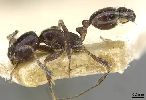 Monomorium herero specimen CASENT0101606 image casent0101606_3