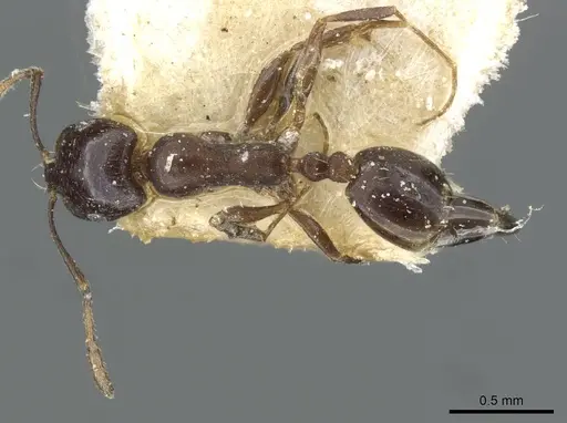 Monomorium herero specimen CASENT0101654 image casent0101654_1