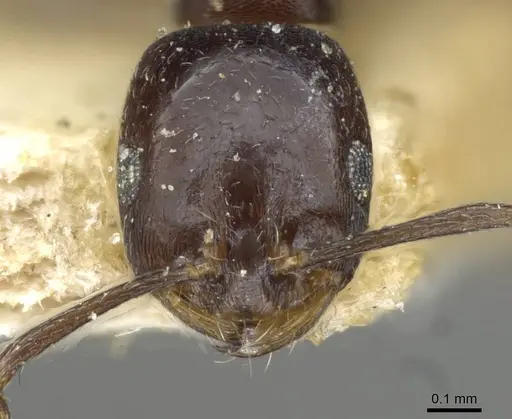 Monomorium herero specimen CASENT0101654 image casent0101654_2