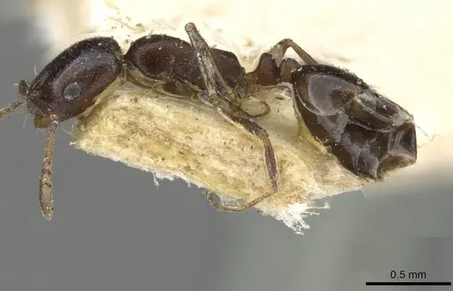 Monomorium herero specimen CASENT0101654 image casent0101654_3