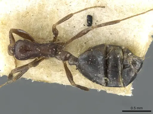 Monomorium herero specimen CASENT0101681 image casent0101681_1