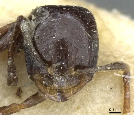Monomorium herero specimen CASENT0101681 image casent0101681_2