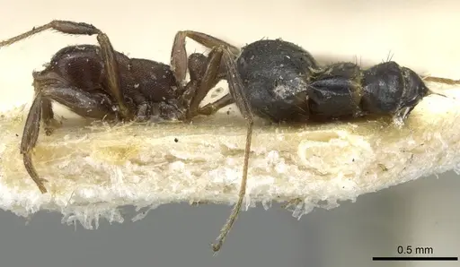 Monomorium herero specimen CASENT0101681 image casent0101681_3