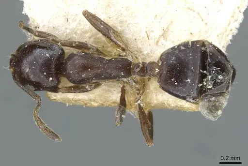 Monomorium herero specimen CASENT0101739 image casent0101739_1