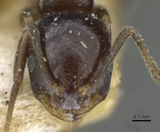 Monomorium herero specimen CASENT0101739 image casent0101739_2