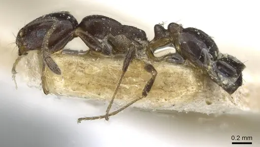 Monomorium herero specimen CASENT0101739 image casent0101739_3