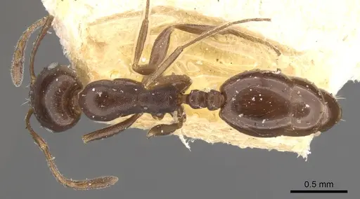 Monomorium herero specimen CASENT0902200 image casent0902200_1