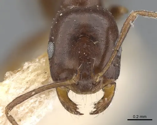 Monomorium herero specimen CASENT0902200 image casent0902200_2