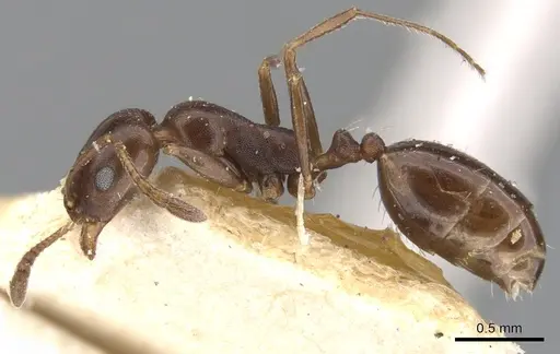 Monomorium herero specimen CASENT0902200 image casent0902200_3