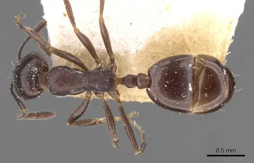 Monomorium herero specimen CASENT0908739 image casent0908739_1