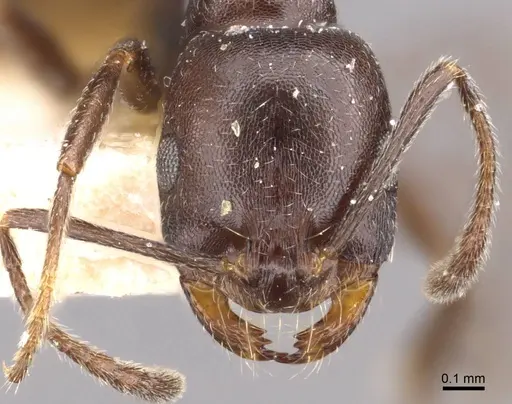 Monomorium herero specimen CASENT0908739 image casent0908739_2