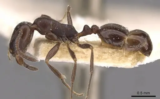 Monomorium herero specimen CASENT0908739 image casent0908739_3