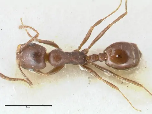 Monomorium herero specimen FOCOL1742 image focol1742_1