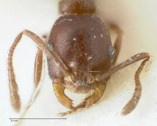 Monomorium herero specimen FOCOL1742 image focol1742_2