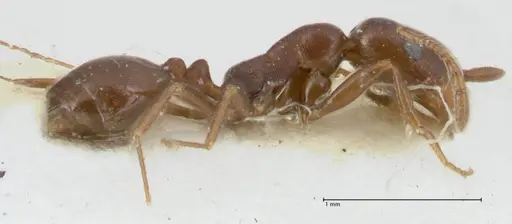 Monomorium herero specimen FOCOL1742 image focol1742_4