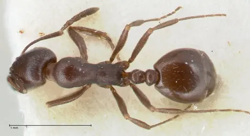 Monomorium herero specimen FOCOL1743 image focol1743_1