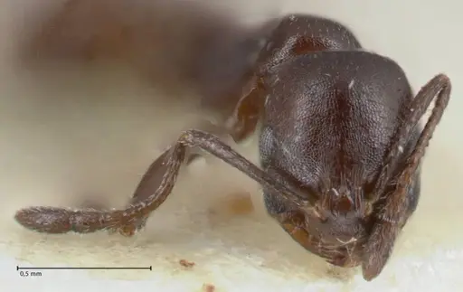 Monomorium herero specimen FOCOL1743 image focol1743_2
