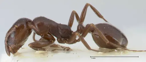 Monomorium herero specimen FOCOL1743 image focol1743_3