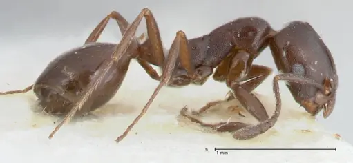 Monomorium herero specimen FOCOL1743 image focol1743_4