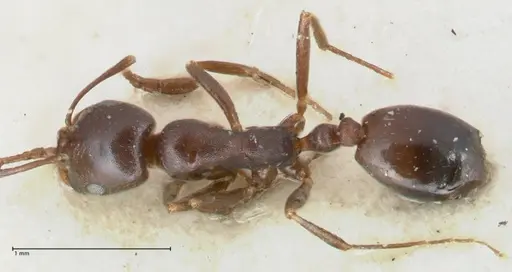 Monomorium herero specimen FOCOL1744 image focol1744_1