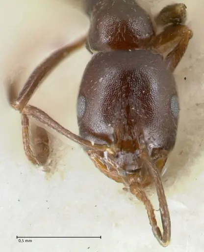 Monomorium herero specimen FOCOL1744 image focol1744_2