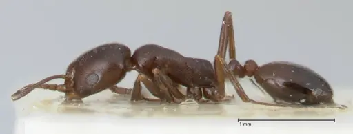 Monomorium herero specimen FOCOL1744 image focol1744_3
