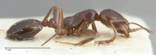 Monomorium herero specimen FOCOL1744 image focol1744_4