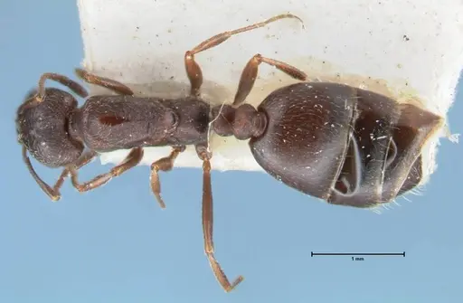 Monomorium herero specimen FOCOL1745 image focol1745_1