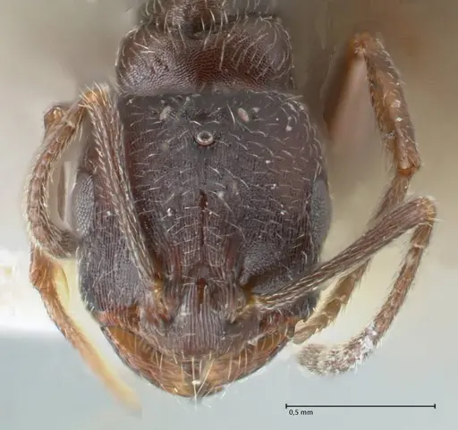 Monomorium herero specimen FOCOL1745 image focol1745_2