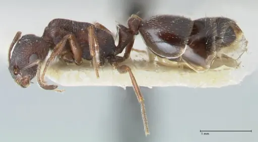 Monomorium herero specimen FOCOL1745 image focol1745_3