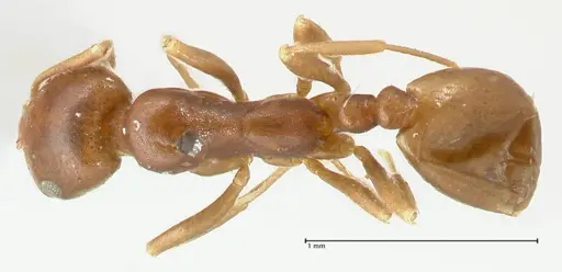 Monomorium herero specimen FOCOL2310 image focol2310_1