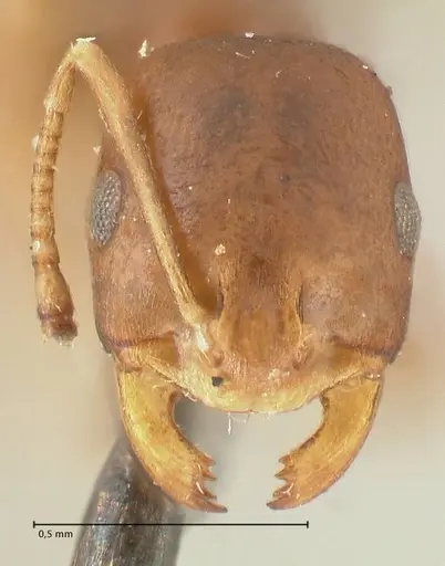 Monomorium herero specimen FOCOL2310 image focol2310_2