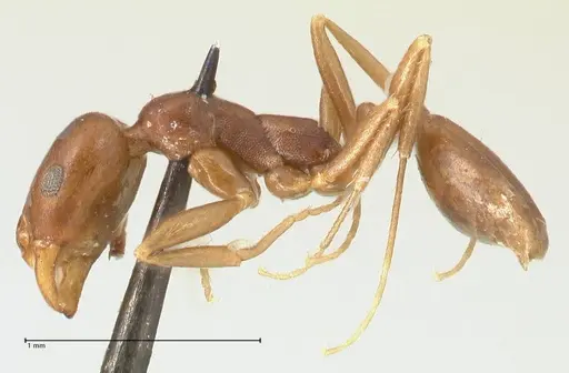 Monomorium herero specimen FOCOL2310 image focol2310_3