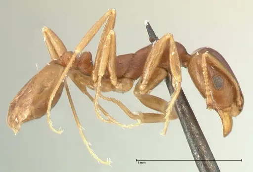 Monomorium herero specimen FOCOL2310 image focol2310_4