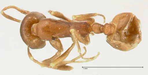 Monomorium herero specimen FOCOL2311 image focol2311_1