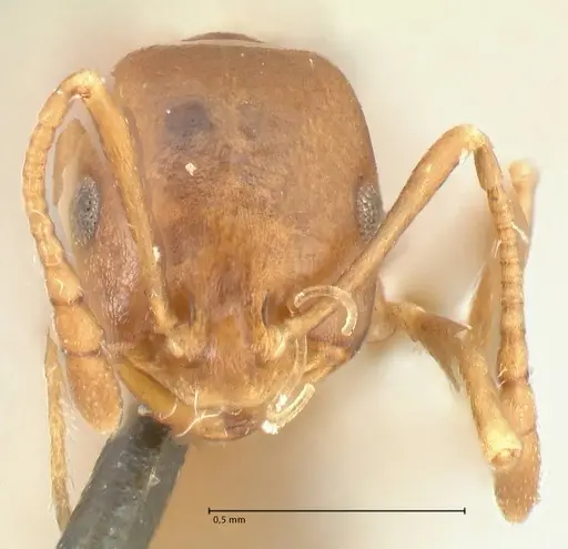Monomorium herero specimen FOCOL2311 image focol2311_2